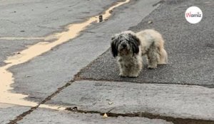 Un chien erre seul dans les rues : il tente le tout pour le tout pour faire passer un message urgent (vidéo)