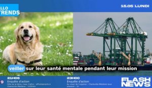 Un chien labrador améliore le bien-être mental des marins en mission !