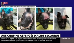 Un appel à témoin a été lancé dans l'Oise pour retrouver le ou les personnes qui ont mutilé une chienne, le crâne et les yeux brûlés à l’acide, les paupières découpées