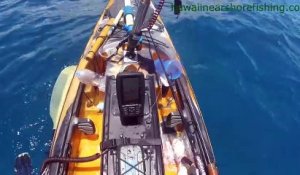 Un requin tigre attaque violemment un kayak à Hawaï