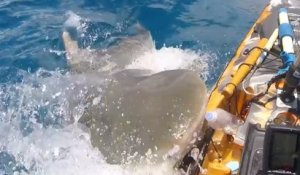 Ce pêcheur se fait attaquer par un requin-tigre sur les côtes hawaïennes et c’est terrifiant