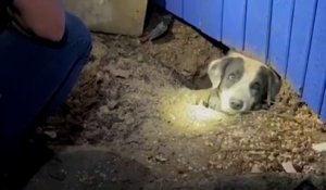 Tornade au Texas : un chien coincé sous les décombres sauvé par des journalistes