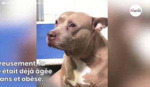 Ce chien filmé en train de pleurer a maintenant la plus belle des vies (Vidéo)