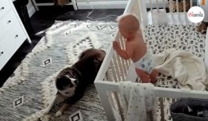Le bébé se réveille de la sieste : le chien approche et sa réaction laisse sans voix la maman