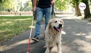 11 septembre : l’histoire d’un homme aveugle et de son chien Labrador émeut le monde entier