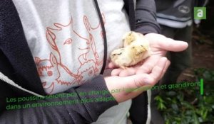 Mouscron : capture des poules et des coqs