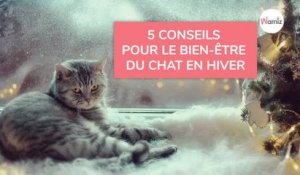 Le chat en hiver : 5 conseils pour son bien-être