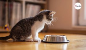 Les 7 règles de l'alimentation du chat