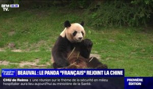 Le panda "français" de Beauval, dont Brigitte Macron est la marraine, va rejoindre la Chine le 4 juillet