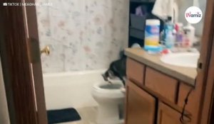 Elle entre dans la salle de bain et éclate de rire en voyant ce que fait son chat