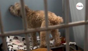 Abandonné à l’âge de 12 ans, ce chien a une réaction qui prend aux tripes (VIDEO)