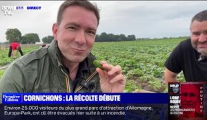 La récolte de cornichons débute dans la Sarthe