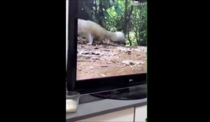 La tête du chien qui voit un écureuil à la TV