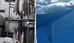28 tonnes d’ailerons de requins de pêche illégale saisies au Brésil, un triste record