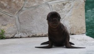 Un bébé otarie mâle est né au zoo d'Amiens, une première depuis dix ans