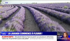Dans le sud de la France, les champs de lavande commencent à fleurir