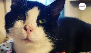 Un chat errant saute dans une voiture  2 mois plus tard sa vie change pour toujours