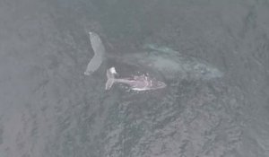 En Colombie, une rare vidéo d'une tétée de baleineau