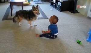 Un bébé est laissé seul avec un chien berger des Shetland  ce qui se passe ensuite étonne tout le monde (Vidéo)