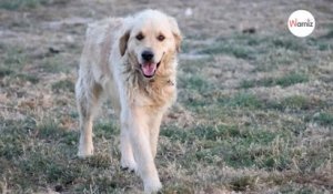 Ce chien Golden Retriever est parfait, mais il a un seul problème que ses adoptants devront prendre en compte