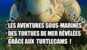 Les aventures sous-marines des tortues de mer révélées grâce aux "TurtleCams" !