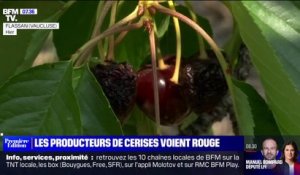 La filière des cerises françaises connaît la pire crise de son histoire