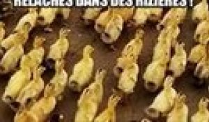 Pourquoi des milliers de canards sont lachés dans les rizières ?