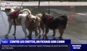 Un passeport ADN canin et une amende de 122 euros contre les crottes de chiens à Béziers