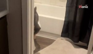 Son chien est dans une drôle de situation dans la salle de bain : la vidéo interloque plus de 10 millions de personnes