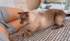 Vidéo mignonne : un chat découvre que sa propriétaire est enceinte.