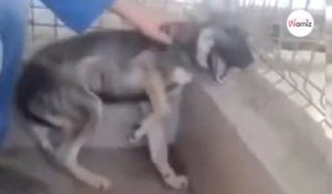 Caressé pour la première fois, ce chien maltraité a une réaction émouvante (Vidéo)