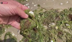Canicule : sur la côte atlantique, la chaleur entraîne la prolifération d’algues vertes