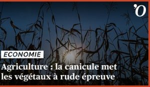 Agriculture: la canicule met les végétaux à rude épreuve