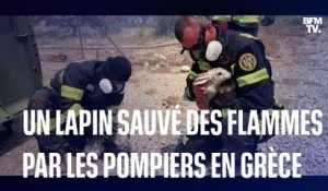 Un lapin sauvé des flammes en Grèce