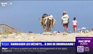 Les estivants ramassent les déchets à dos de dromadaires sur la plage près de Montpellier