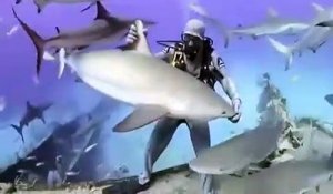 Ce plongeur fait tenir un requin à la verticale sur sa main