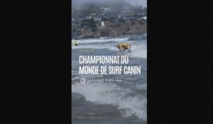 Californie : des chiens en compétition de surf