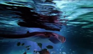 Boulogne-sur-Mer - Le plus grand aquarium d'Europe est ouvert !
