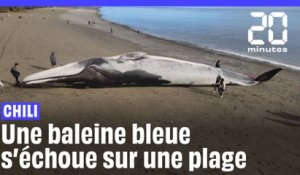 Chili : Une baleine bleue s’échoue sur une plage