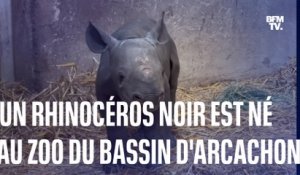 Nakuru, un rhinocéros noir, est né au zoo du Bassin d'Arcachon