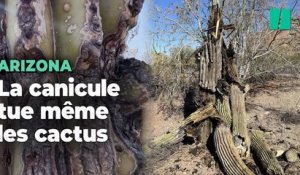 Même ces cactus mythiques ne supportent plus les conditions climatiques en Arizona