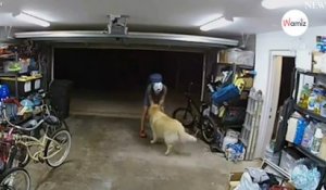 Un homme entre dans un garage pour voler un vélo et câline le chien avant de partir (Vidéo)