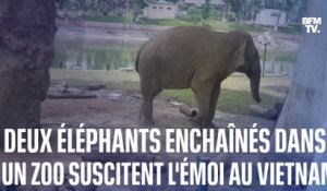 Thai et Banang, deux éléphants enchaînés dans un zoo de Hanoï, suscitent l’émotion des Vietnamiens