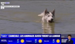 Canicule: comment protéger son animal de la chaleur?