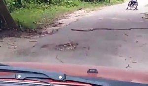 Il croise un énorme cobra au milieu de la route