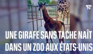 Une girafe sans tache naît dans zoo aux États-Unis, et c'est extrêmement rare