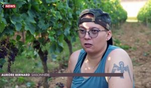 Vague de chaleur: Face à la canicule, les viticulteurs s’adaptent pour les vendanges dans le vignoble bordelais qui ont débuté ces derniers jours - Regardez