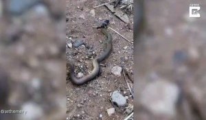 Une fourmi géante s'en prend à un serpent