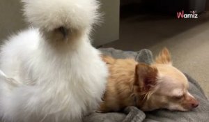 La poule s'approche du Chihuahua endormi et surprend tout le monde (Vidéo)