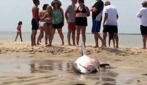Etats-Unis : un grand requin blanc échoué sur une plage sauvé par des touristes